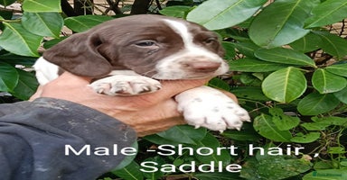 Mixed Breed dogs - Advert 5