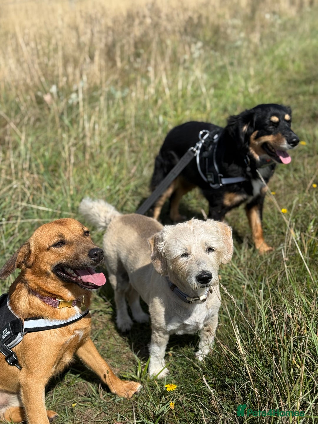 Mixed Breed dogs for adoption: Sweet Bubu Looking For Love  - Image 20