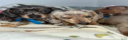 Dachshund dogs for sale: 5 beautiful dachshund puppies  in Bury - Advert 18