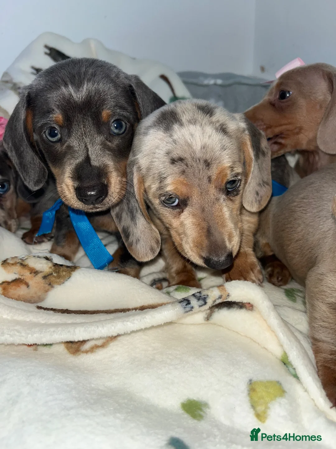 Dachshund dogs for sale: 5 beautiful dachshund puppies  in Bury - Advert 18