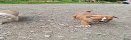 American Bulldog dogs for sale: Happy, chunky, healthy American Bulldog puppies  - Advert 6