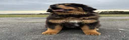 Tibetan Mastiff dogs for sale: Beautiful Tibetan Mastiff pup for sale  - Advert 2