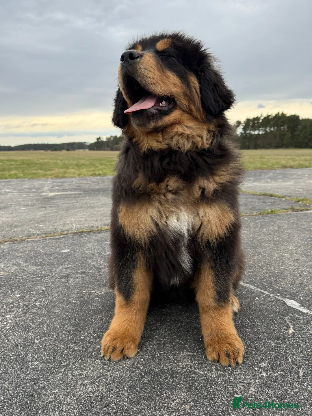 Tibetan Mastiff dogs for sale: Beautiful Tibetan Mastiff pup for sale  - Advert 2