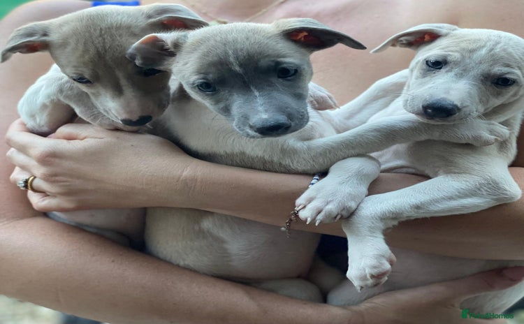 Whippet dogs - Advert 4