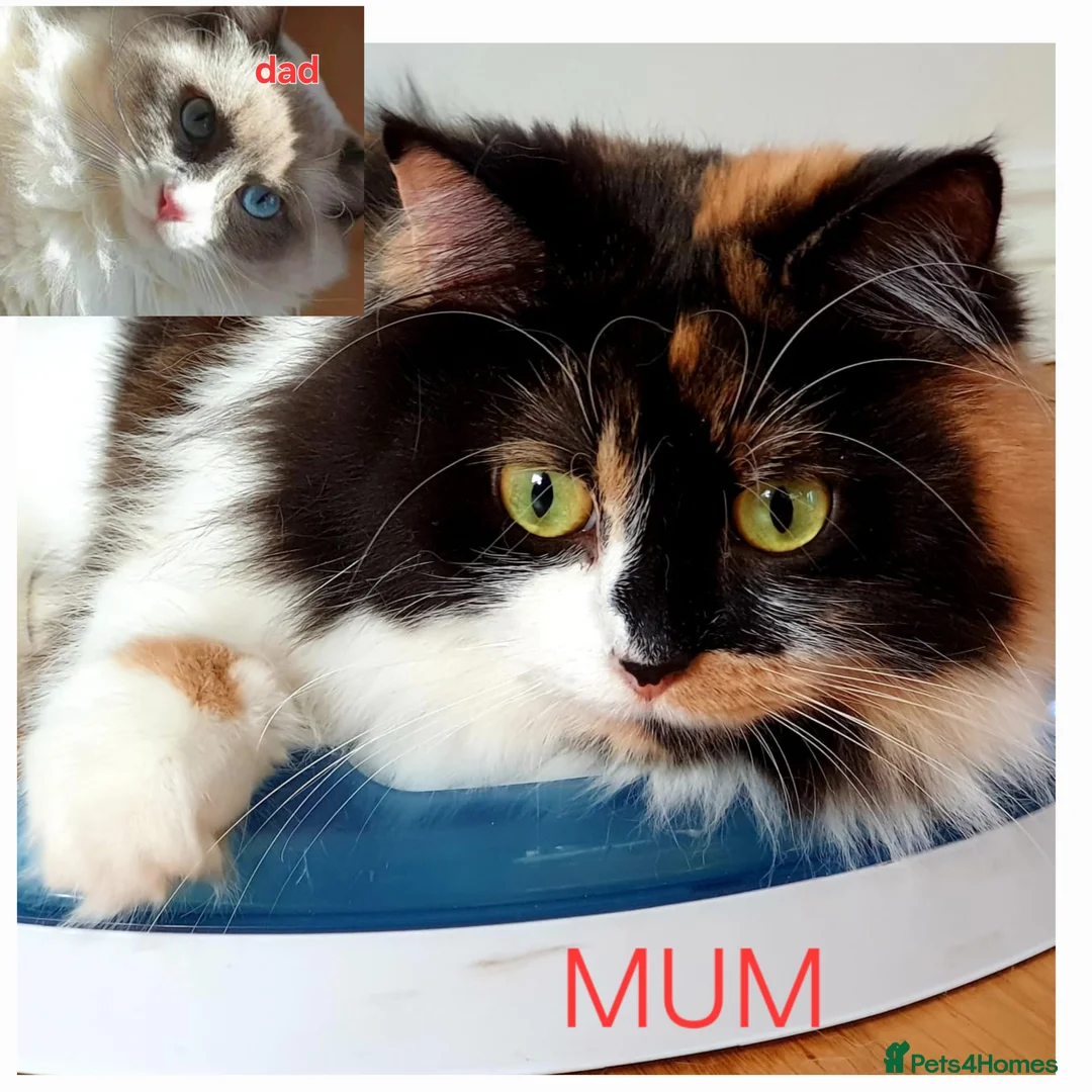 Ragdoll cats for sale: £Negotiable Beautiful cross Ragdoll/Persian😻😻😻 - Advert 40