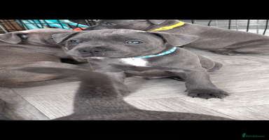 Staffordshire Bull Terrier dogs - Advert 14
