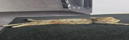 Mixed Breed cats for sale: 5 kittens for sale - Advert 2