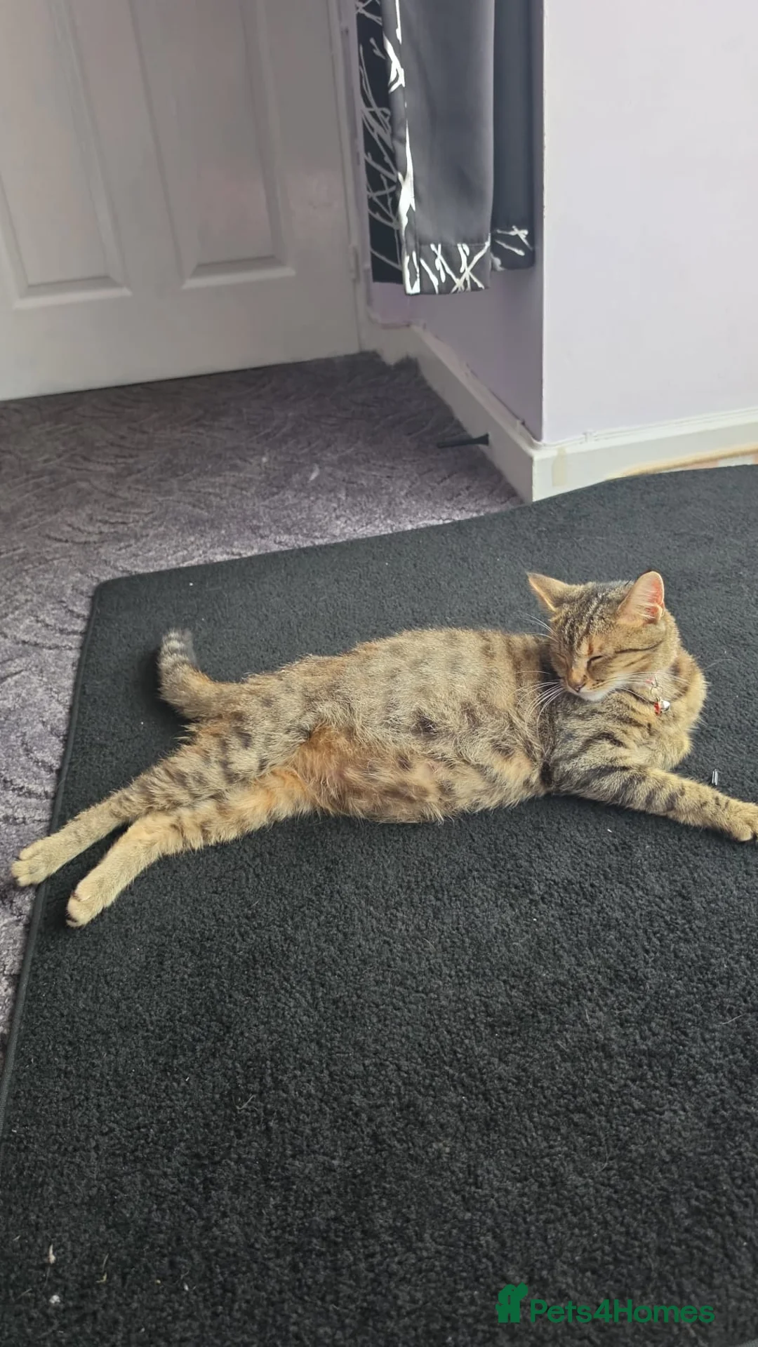 Mixed Breed cats for sale: 5 kittens for sale - Advert 2