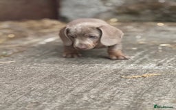 Miniature Dachshund dogs for sale: Gorgeous Miniature Daschund puppies 🐶🤍  - Image 12