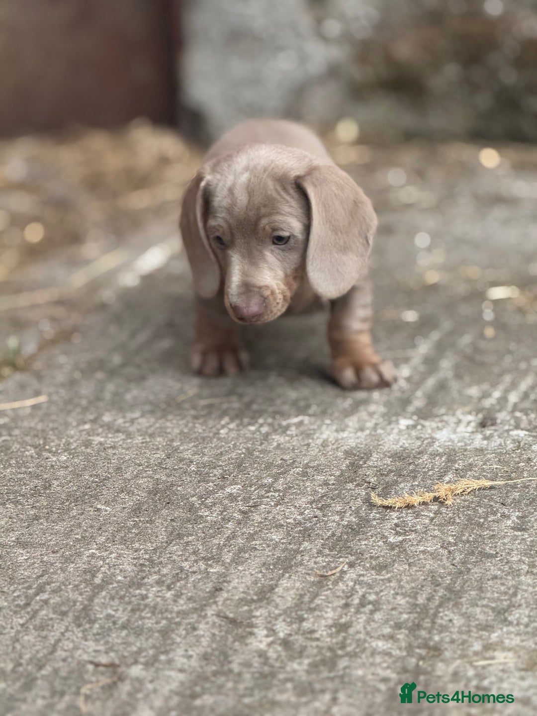 Miniature Dachshund dogs for sale: Gorgeous Miniature Daschund puppies 🐶🤍  - Image 12