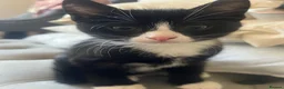 Mixed Breed cats for sale: 3 kittens for sale  - Advert 11