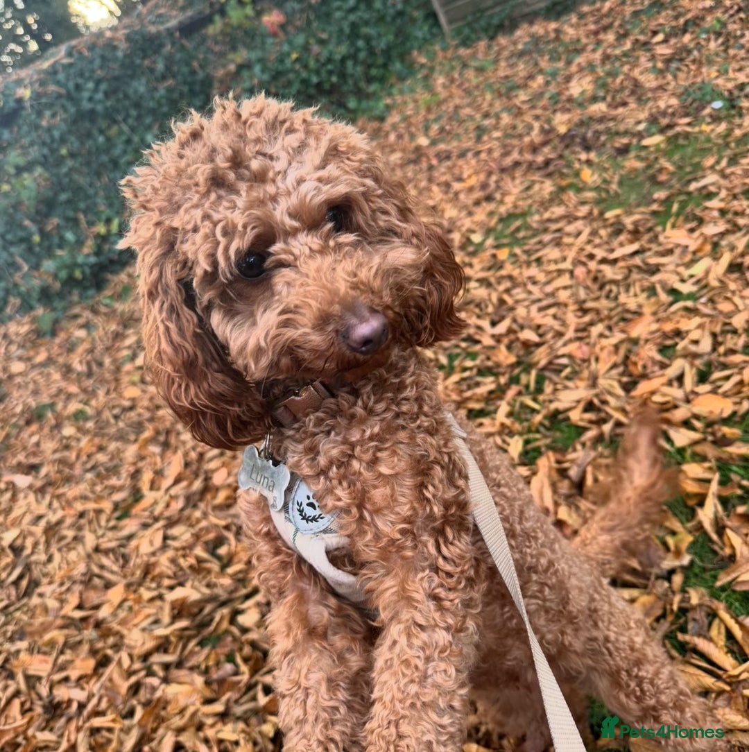 Toy Poodle dogs for sale: Looking for a Caring Home for My Toy Poodle Puppy - Image 5