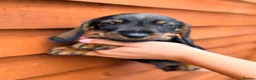 Miniature Dachshund dogs for sale: 🐾Exceptional Teckel Puppies, Ready To Go Now  🐾 - Advert 10