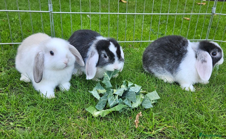 Mini Lop rabbits - Advert 9