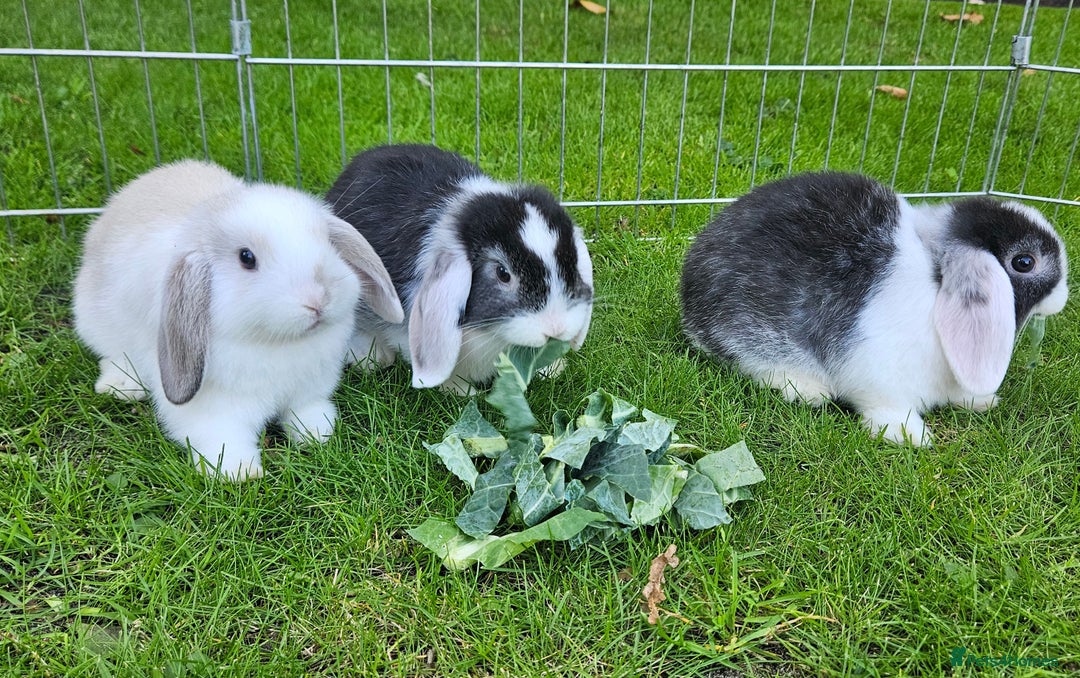 Mini Lop rabbits for sale: Gorgeous purebred baby mini lops - Image 1