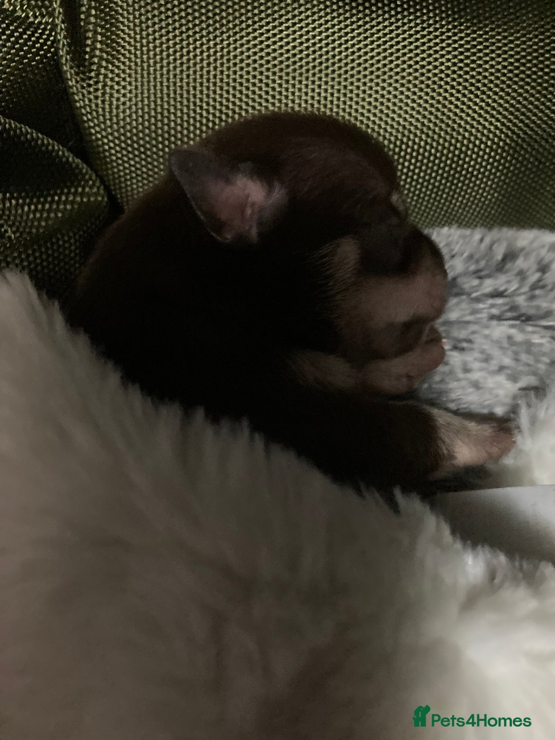 Chihuahua dogs for sale: 4 chihuahua  **  babys - Advert 5