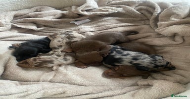Dachshund dogs - Advert 1
