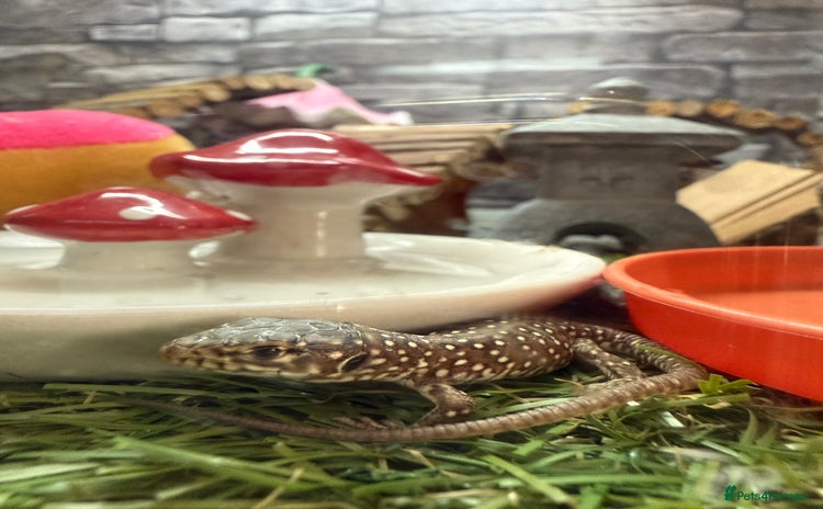 Mixed Breed reptiles - Advert 1