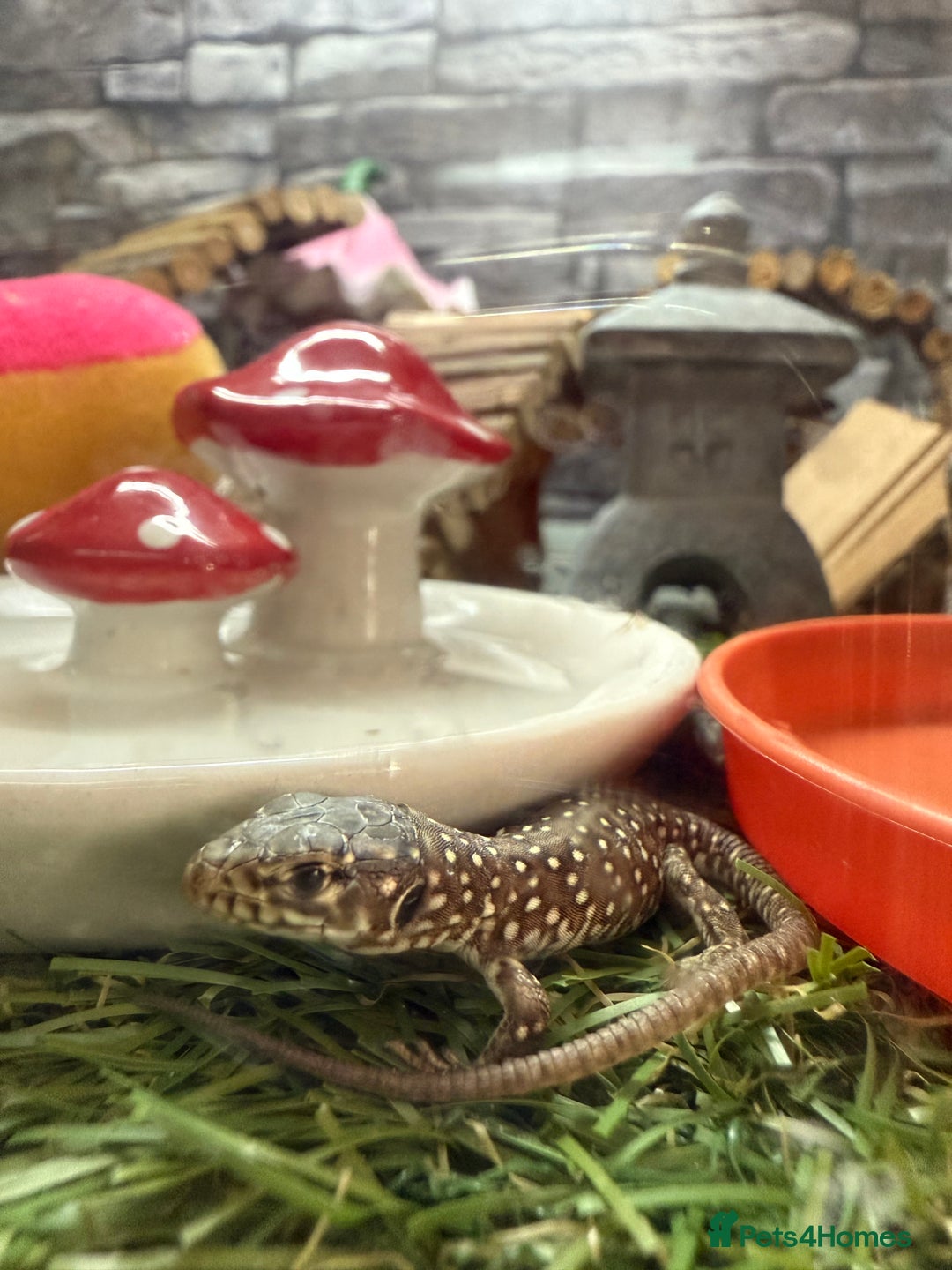 Mixed Breed reptiles for sale: Baby Jewelled lacertas! - Image 1