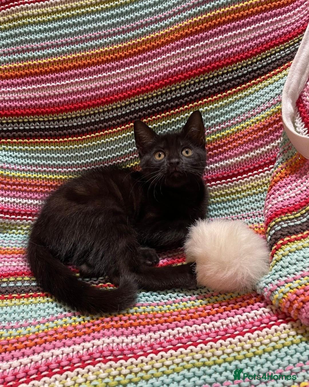 Mixed Breed cats ❤️Stunning Dark Chocolate Sokoke-Marked Girl 🐾❤️ - Advert 17