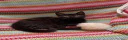 Mixed Breed cats for sale: ❤️Stunning Dark Chocolate Sokoke-Marked Girl 🐾❤️ - Advert 2