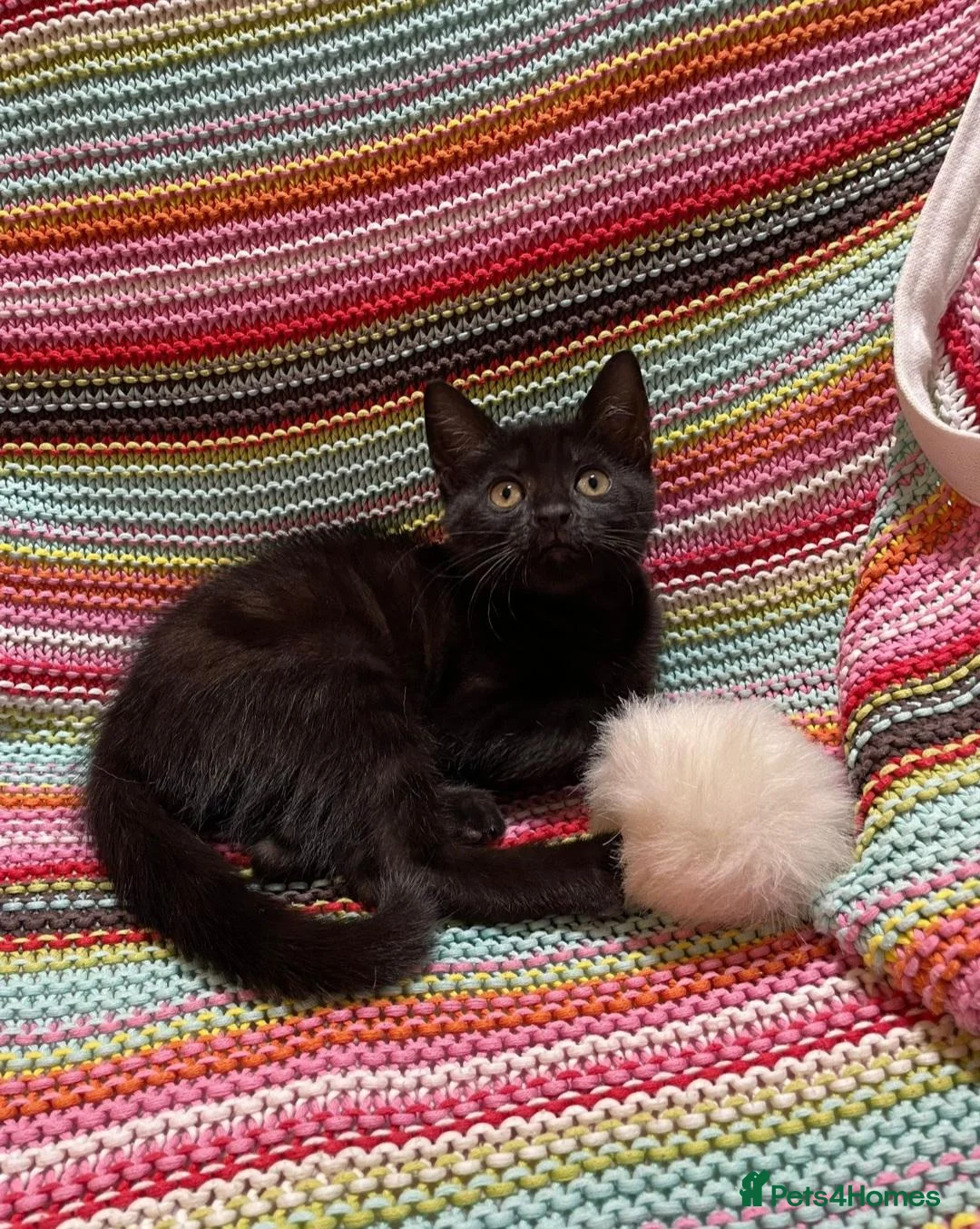 Mixed Breed cats for sale: ❤️Stunning Dark Chocolate Sokoke-Marked Girl 🐾❤️ - Advert 2