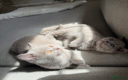 British Shorthair cats for sale: GCCF Female Lilac British Shorthair Kittens  - Image 20