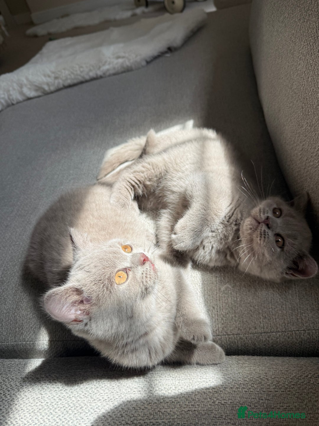 British Shorthair cats for sale: GCCF Female Lilac British Shorthair Kittens  - Image 20