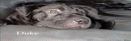 Mixed Breed reptiles for sale: Mixed breed pups for sale  - Advert 7