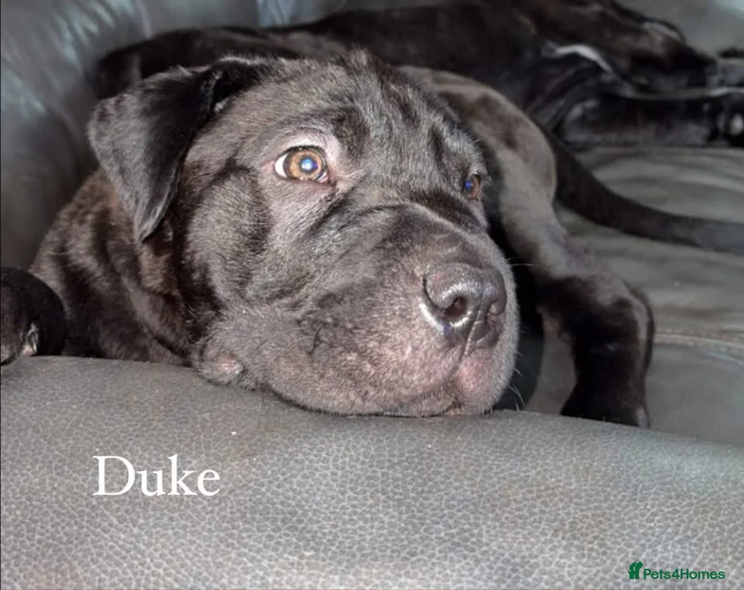 Mixed Breed reptiles for sale: Mixed breed pups for sale  - Advert 7