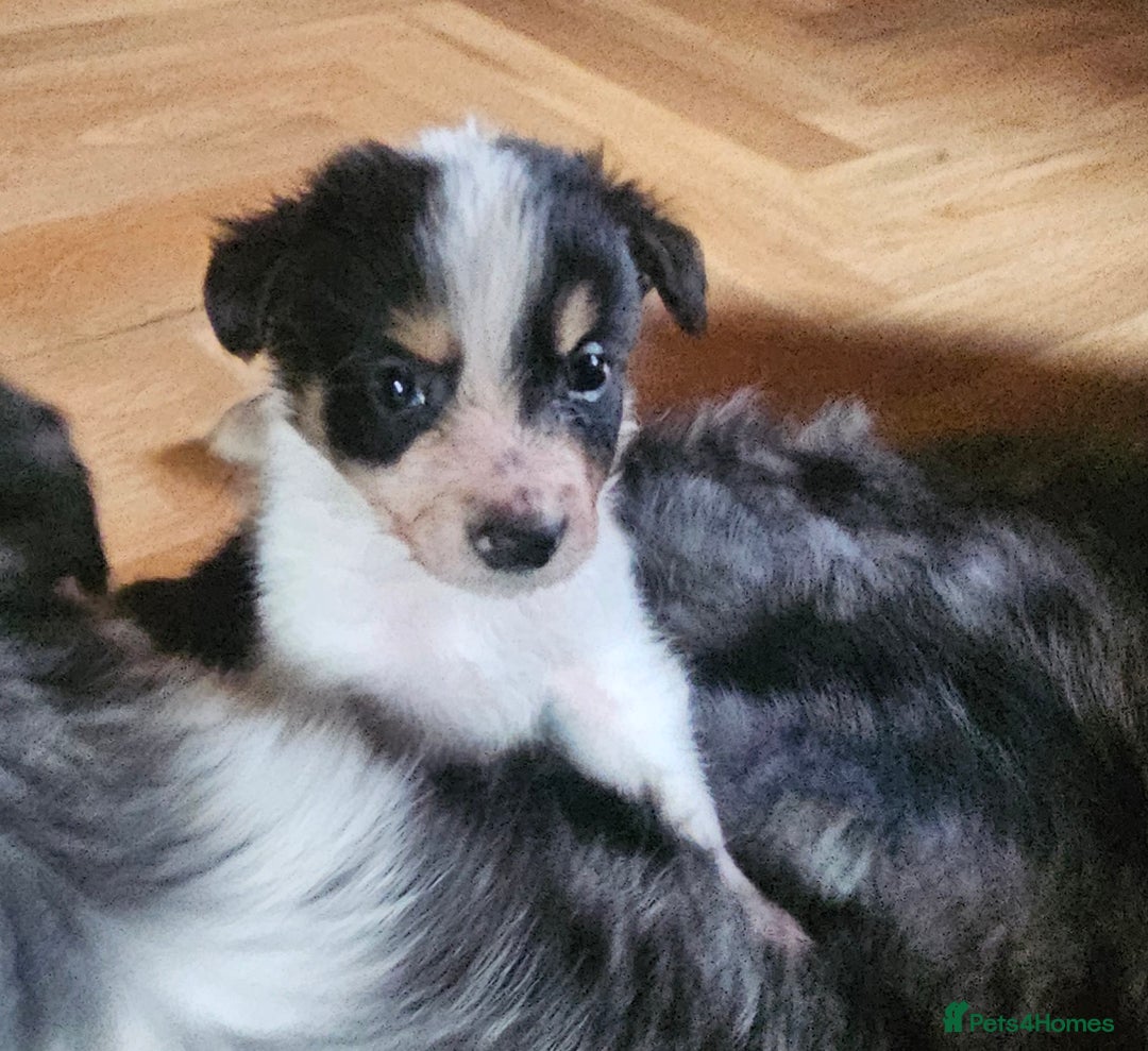 Border Collie dogs for sale: Beautiful border collies  - Image 9