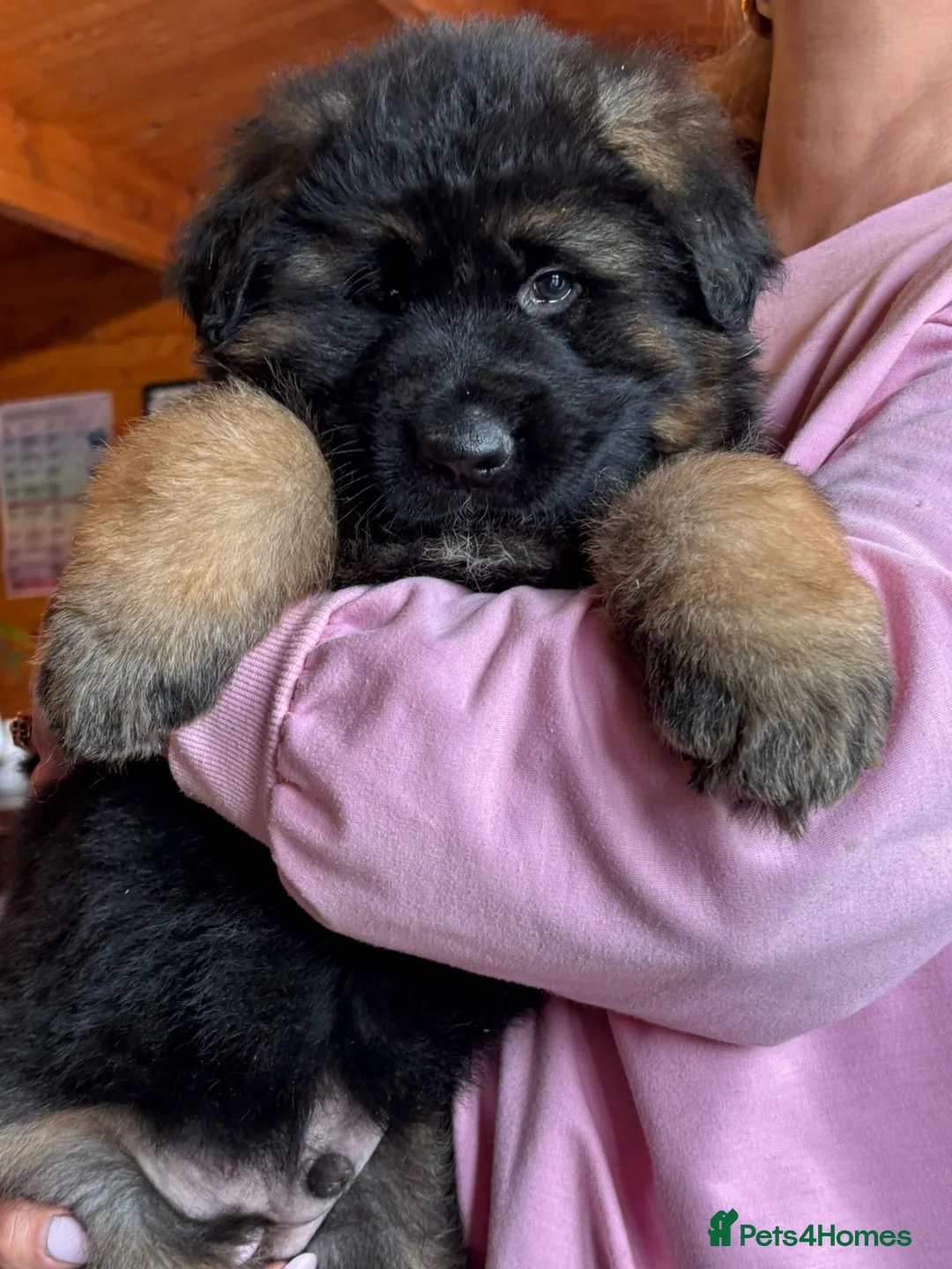 German Shepherd dogs for sale: Stunning Pedigree German Shepherd Puppies - Advert 2