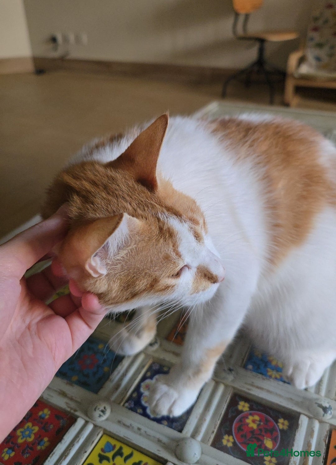 Mixed Breed cats for adoption: [Indoors Only] Kitkat and Eevee! Affectionate pair - Image 5