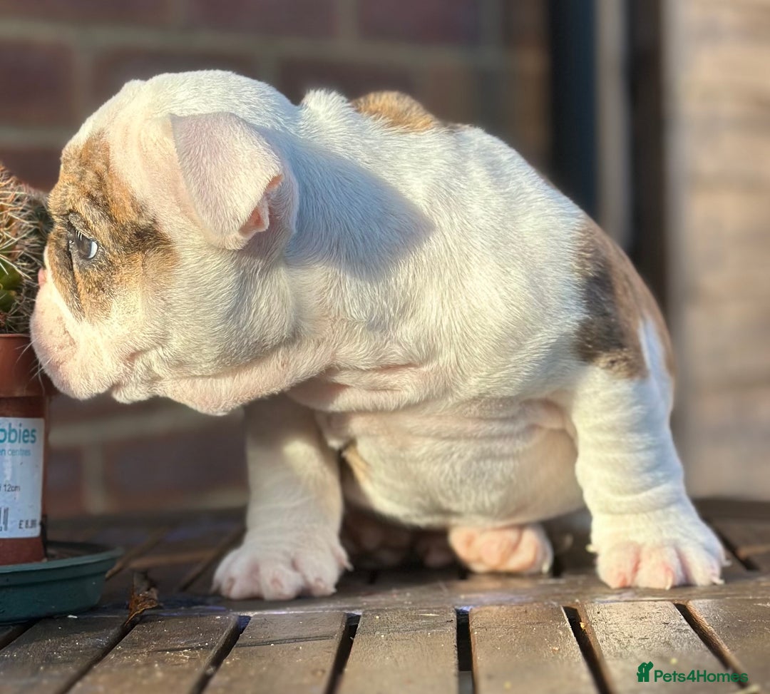 English Bulldog dogs for sale: 🌟Ready Now!🌟 - Advert 13