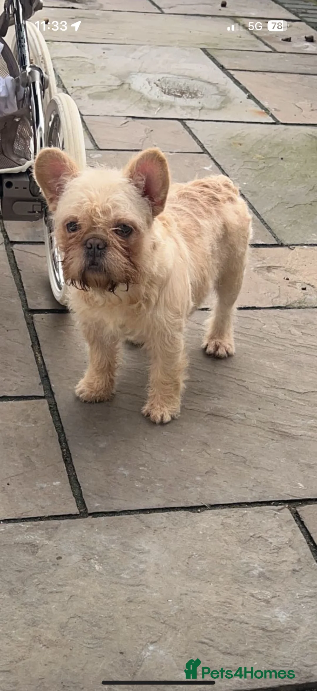French Bulldog dogs for sale: Rehoming floodle French bulldog  in Newcastle upon Tyne - Advert 2