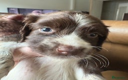 Sprocker dogs for sale: 8 glorious sprocker pups  - Image 5