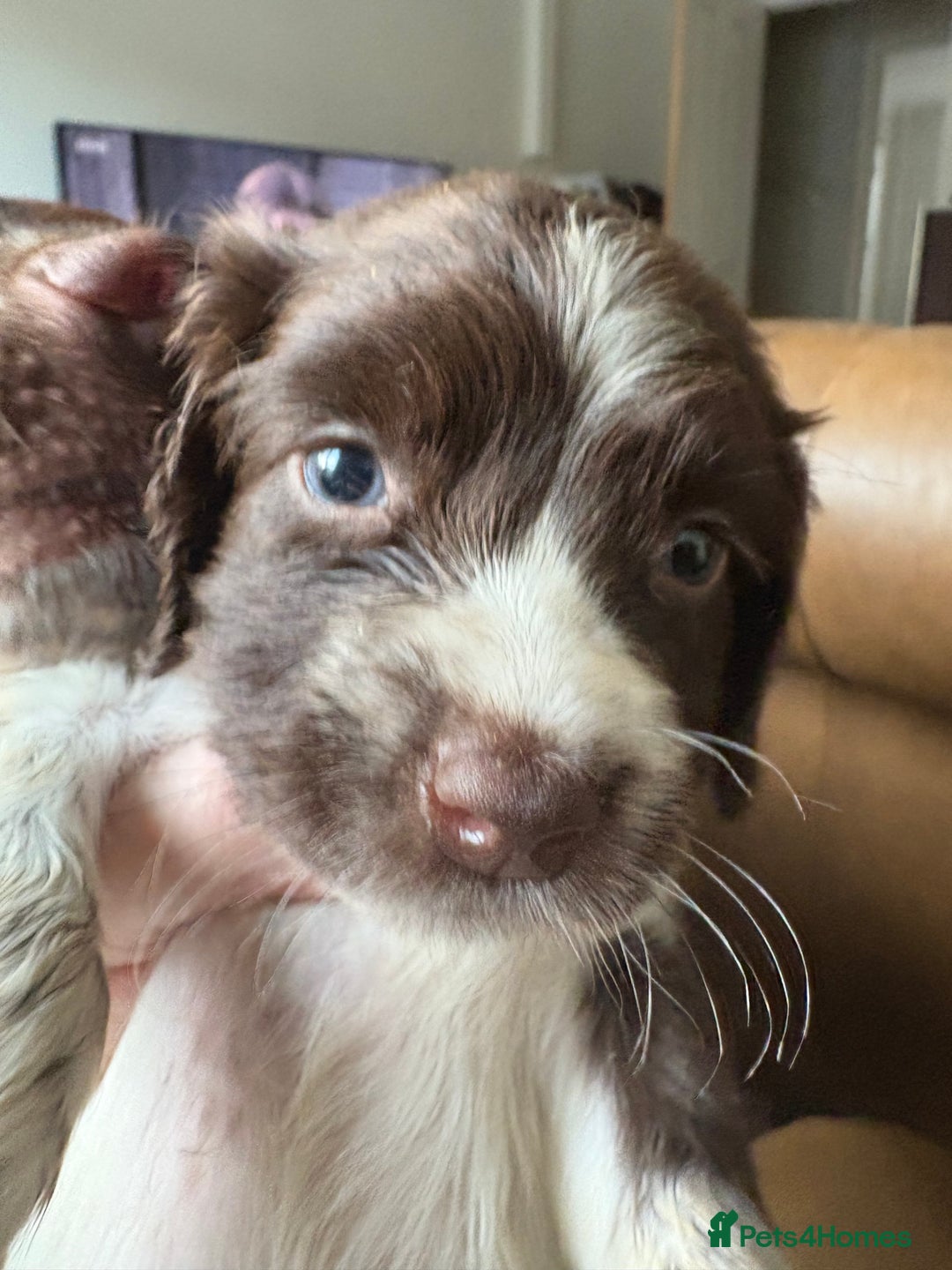 Sprocker dogs for sale: 8 glorious sprocker pups  - Image 5