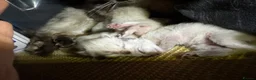 Ragdoll cats for sale: 6th Generation* Purebreed Pedigree Ragdoll Kittens - Advert 7