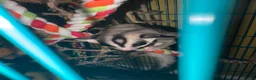 Sugar Glider rodents for sale: Sugar gliders  - Advert 4