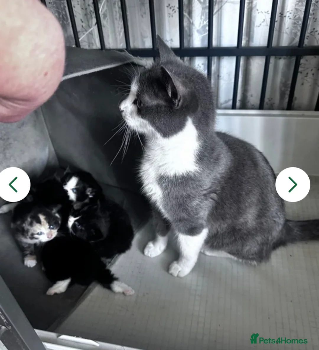 Mixed Breed cats for sale: 4 loving kittens  - Advert 2