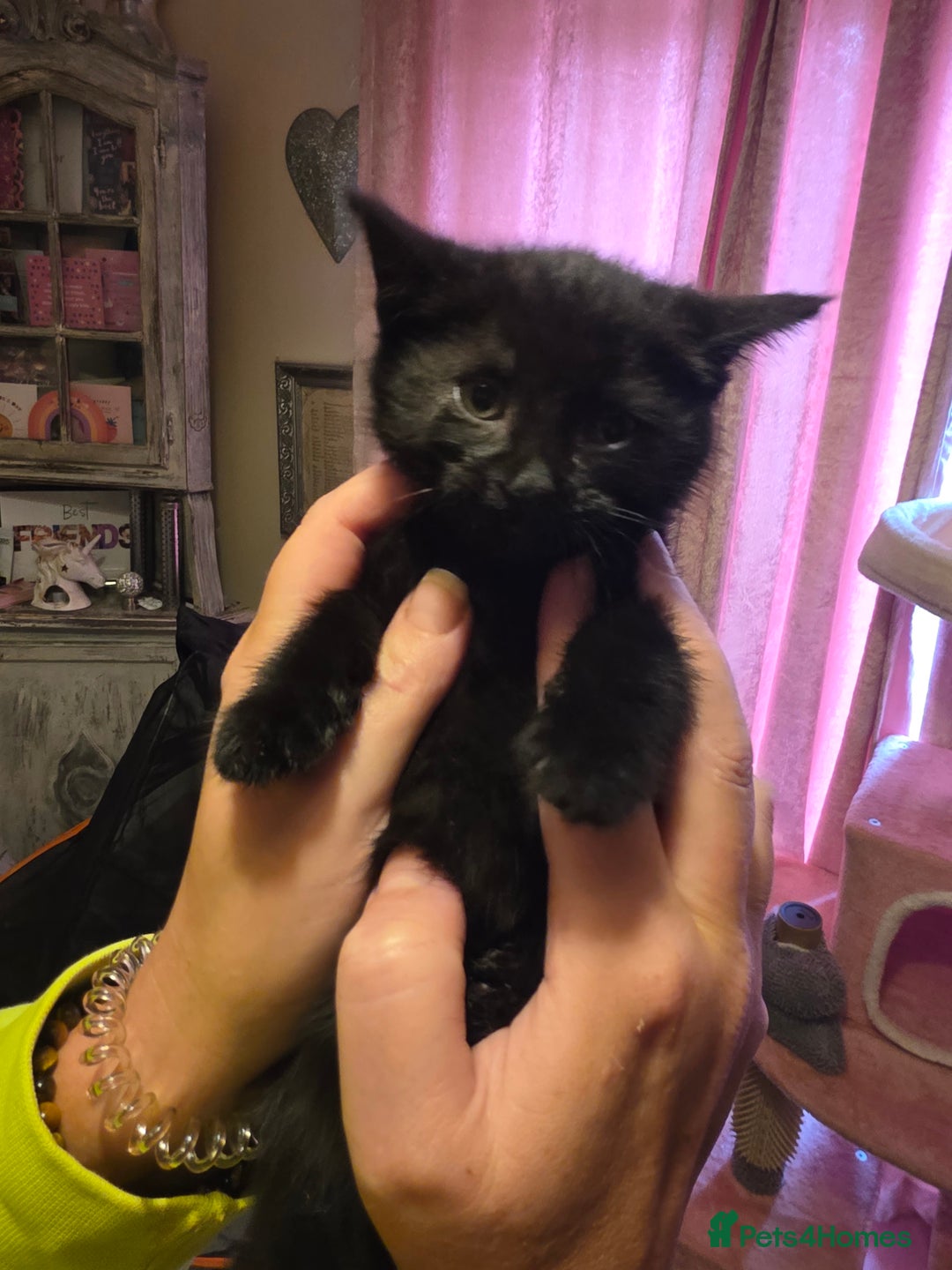 Mixed Breed cats for sale: Tabby mixed stunning litter - Image 15
