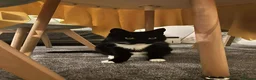 Domestic Shorthair cats for sale: Neutered Domestic Shorthair London/Urgent Rehoming - Advert 2