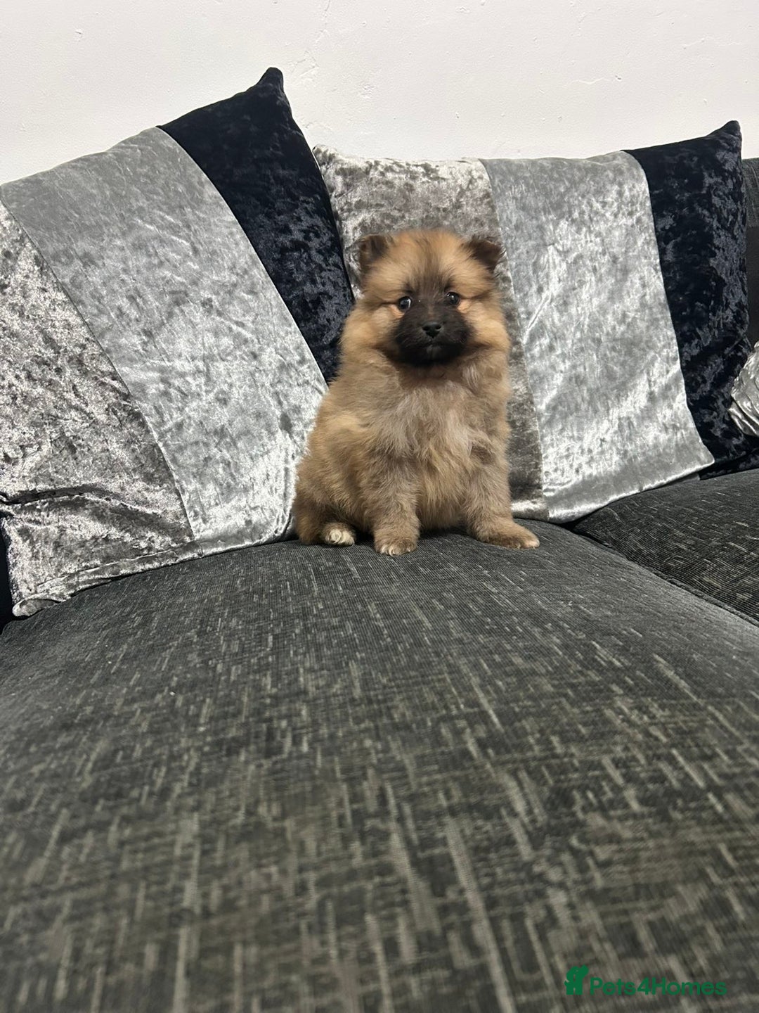 Pomeranian dogs for sale: BEAUTIFUL POMERANIAN GIRL  - Advert 5