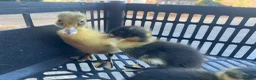 Ducks poultry for sale: Cherry Valley Pekin Ducklings - Advert 11