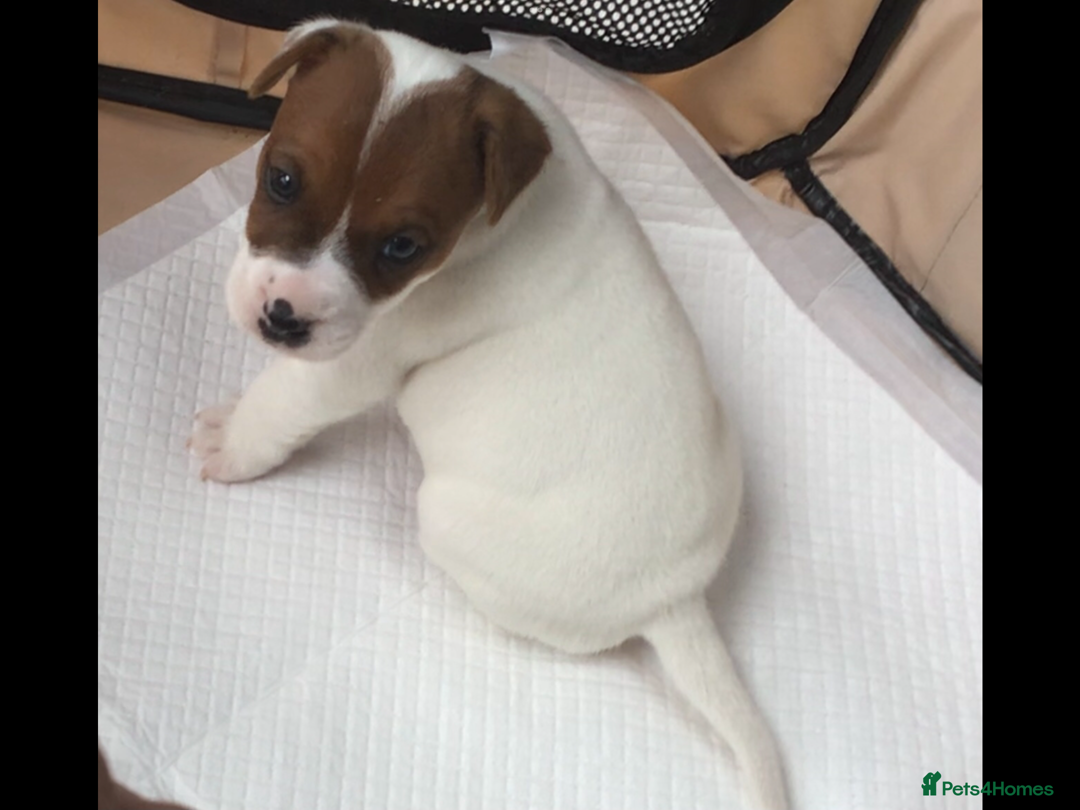 Parson Russell dogs Parson Russell Dog Pup ready end of Feb. - Advert 1