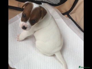 Parson Russell dogs Parson Russell Dog Pup ready end of Feb. - Advert 2