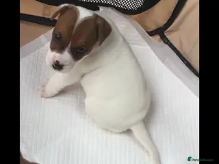 Parson Russell dogs Parson Russell Dog Pup ready end of Feb. - Advert 6