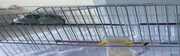 Parrots birds for sale: 2 Male Parrotlets for Sale – £380 in Hayes - Advert 8