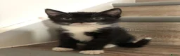 Mixed Breed cats for sale: Kittens - Advert 16