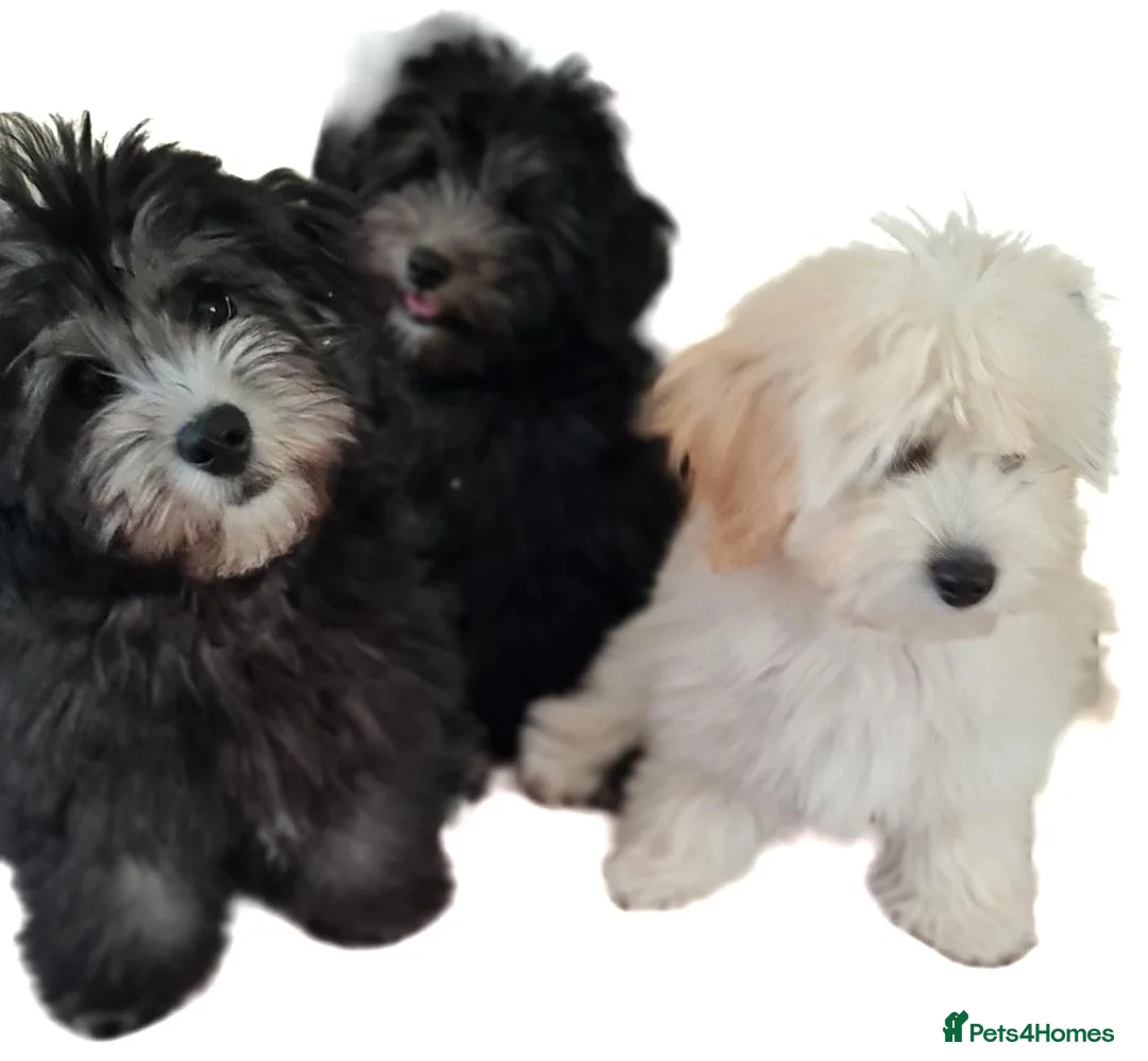Coton De Tulear dogs for sale: Cotonpoo/Cotonoodle puppies  - Advert 9